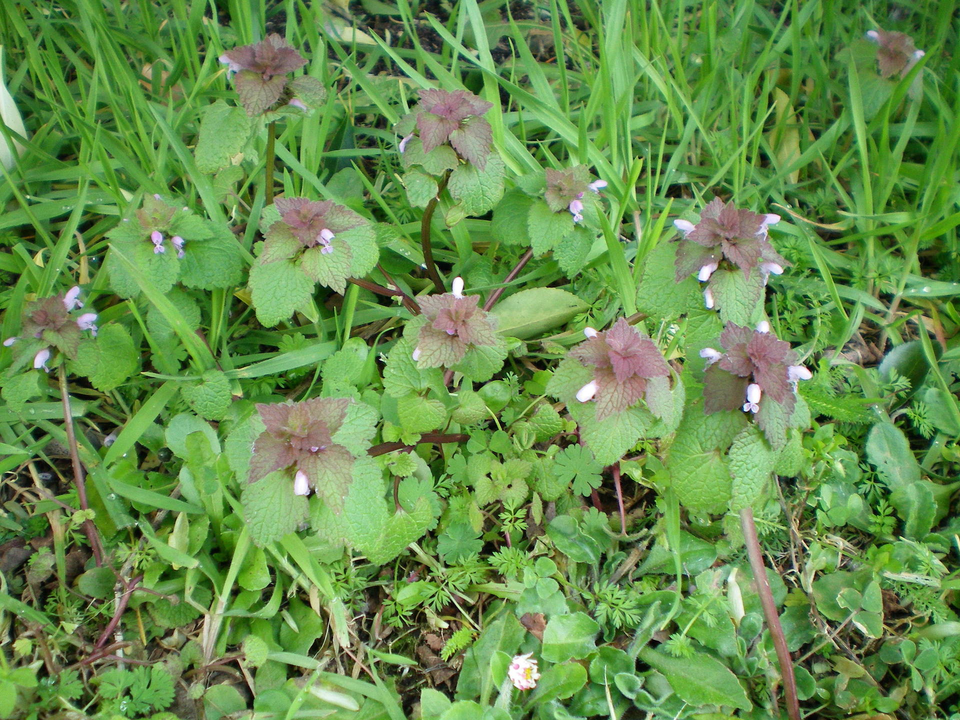 Annexe 100_0078-ConvertImage.jpg