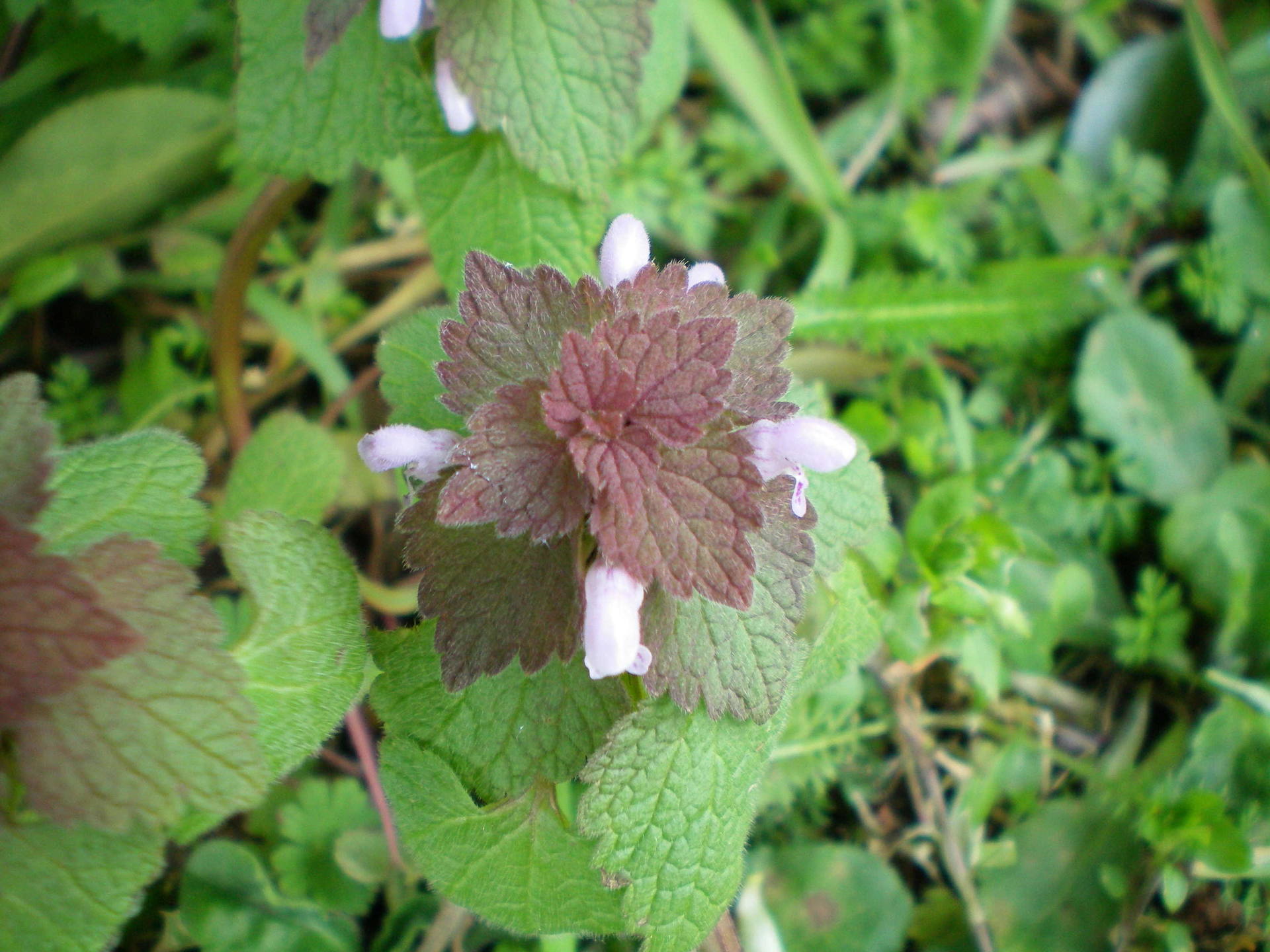 Annexe 100_0079-ConvertImage.jpg