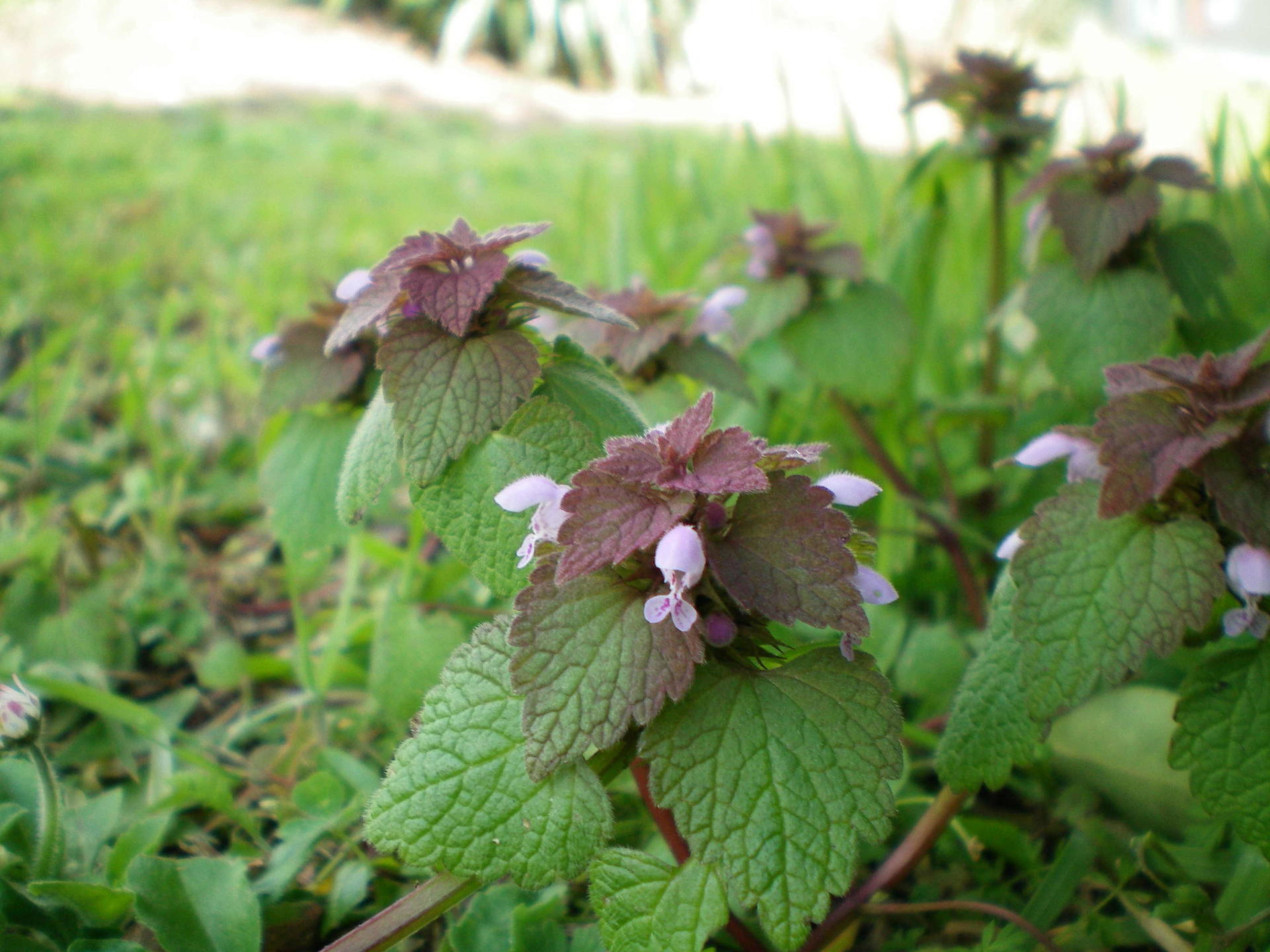 Annexe 100_0082-ConvertImage.jpg