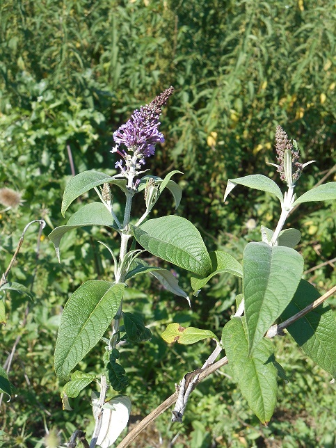 Annexe Buddléia 3.jpg