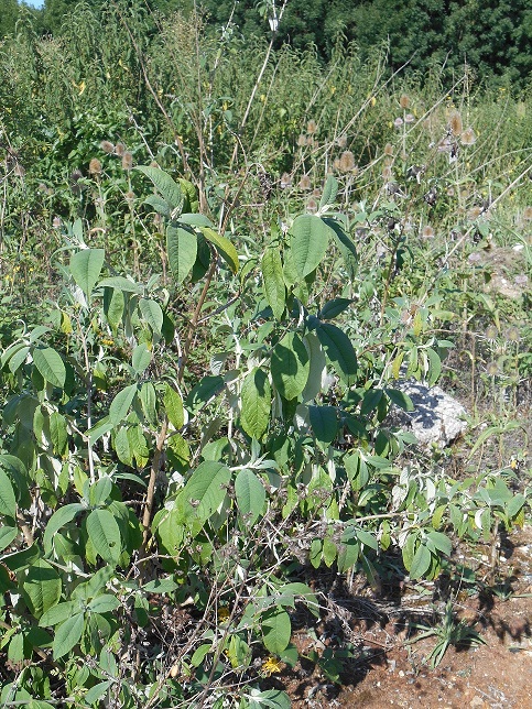 Annexe Buddléia 4.jpg