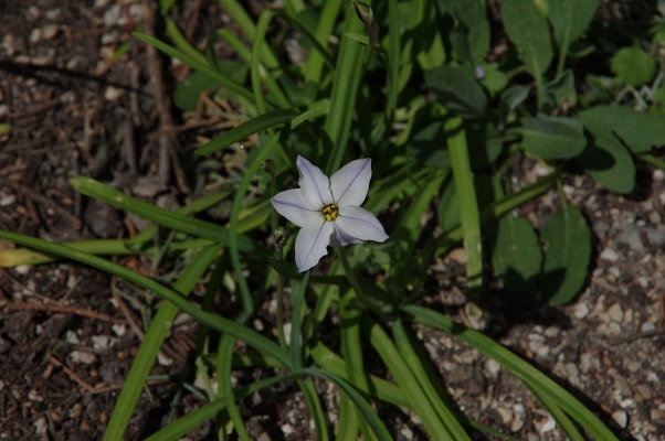 Annexe fleur1 petit.jpg