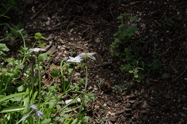 Annexe fleur2 petit.jpg