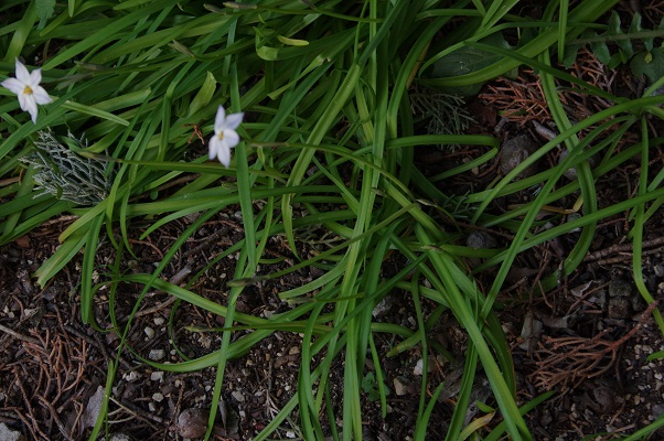 Annexe fleur3 petit.jpg