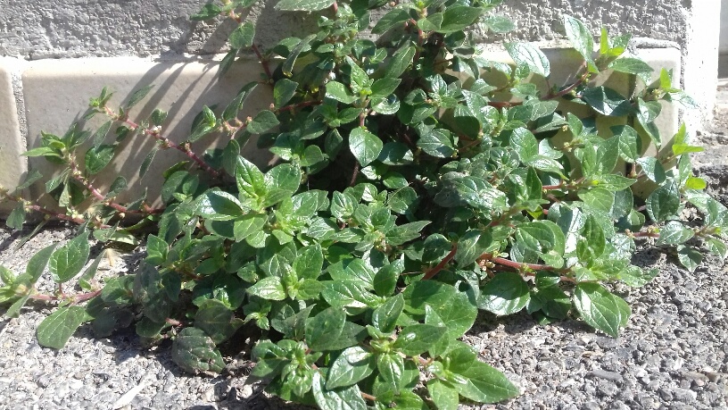 Annexe parietaire 2.jpg