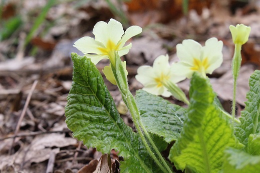 Annexe IMG_33391 (1).jpg