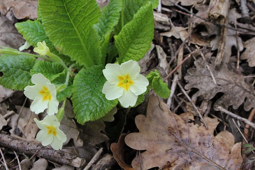 Annexe IMG_33391 (2).jpg