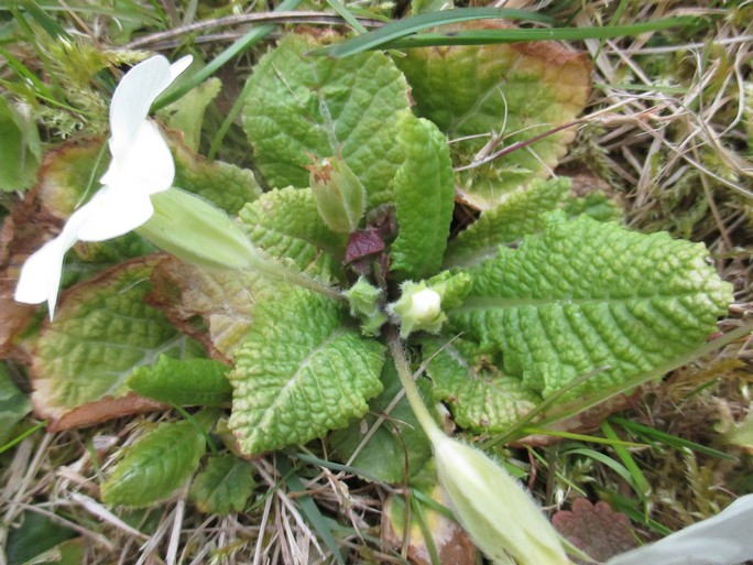 Annexe IMG_4577 1.jpg