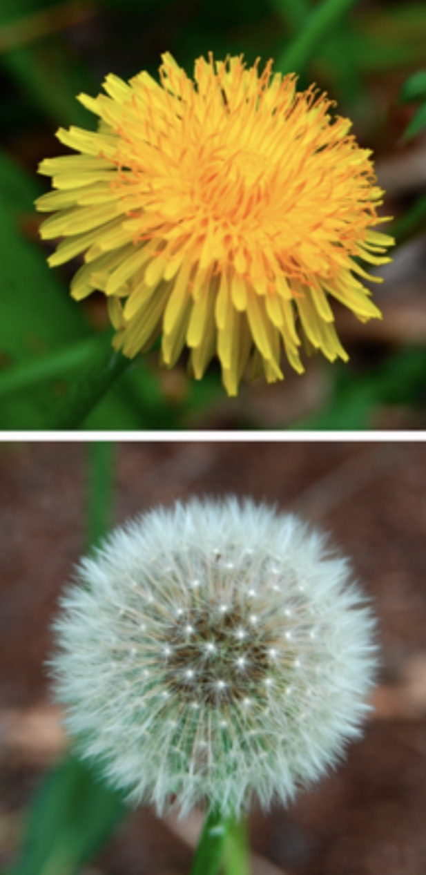 Annexe Fleurs pissenlit .jpeg