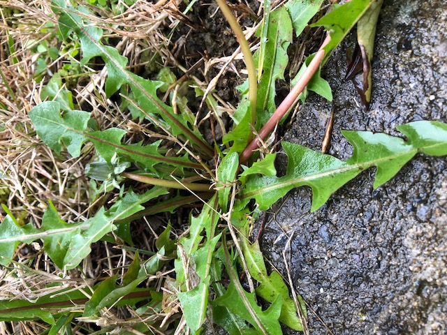 Annexe Pied pissenlit .jpeg