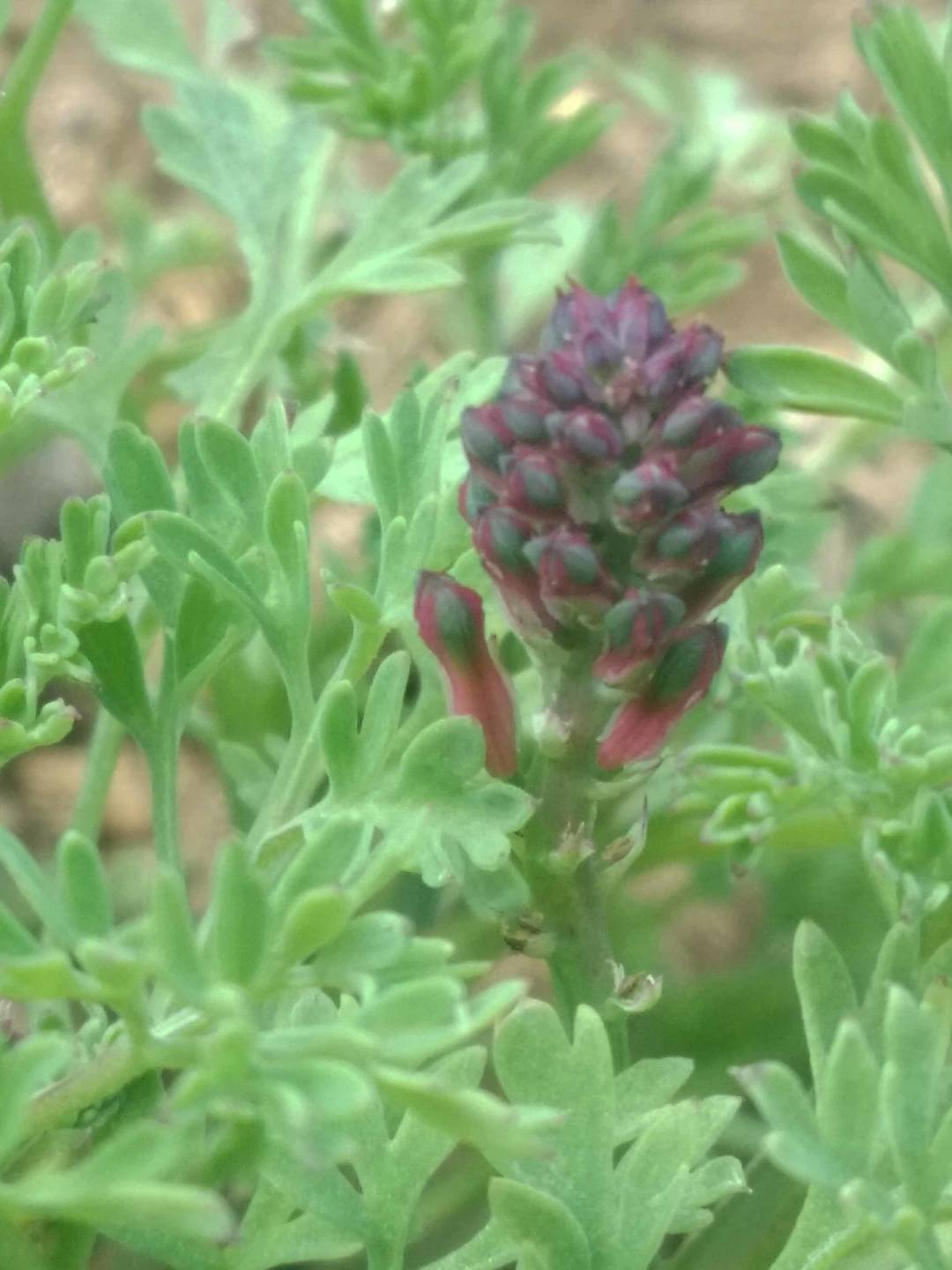 Annexe Fumeterre bouton floral.jpg