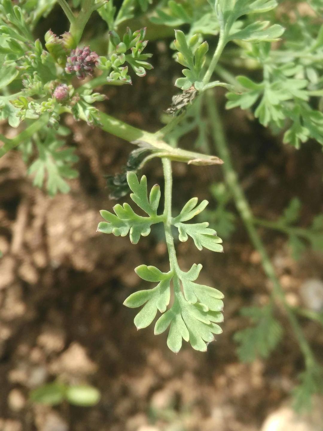Annexe Fumeterre feuille.jpg