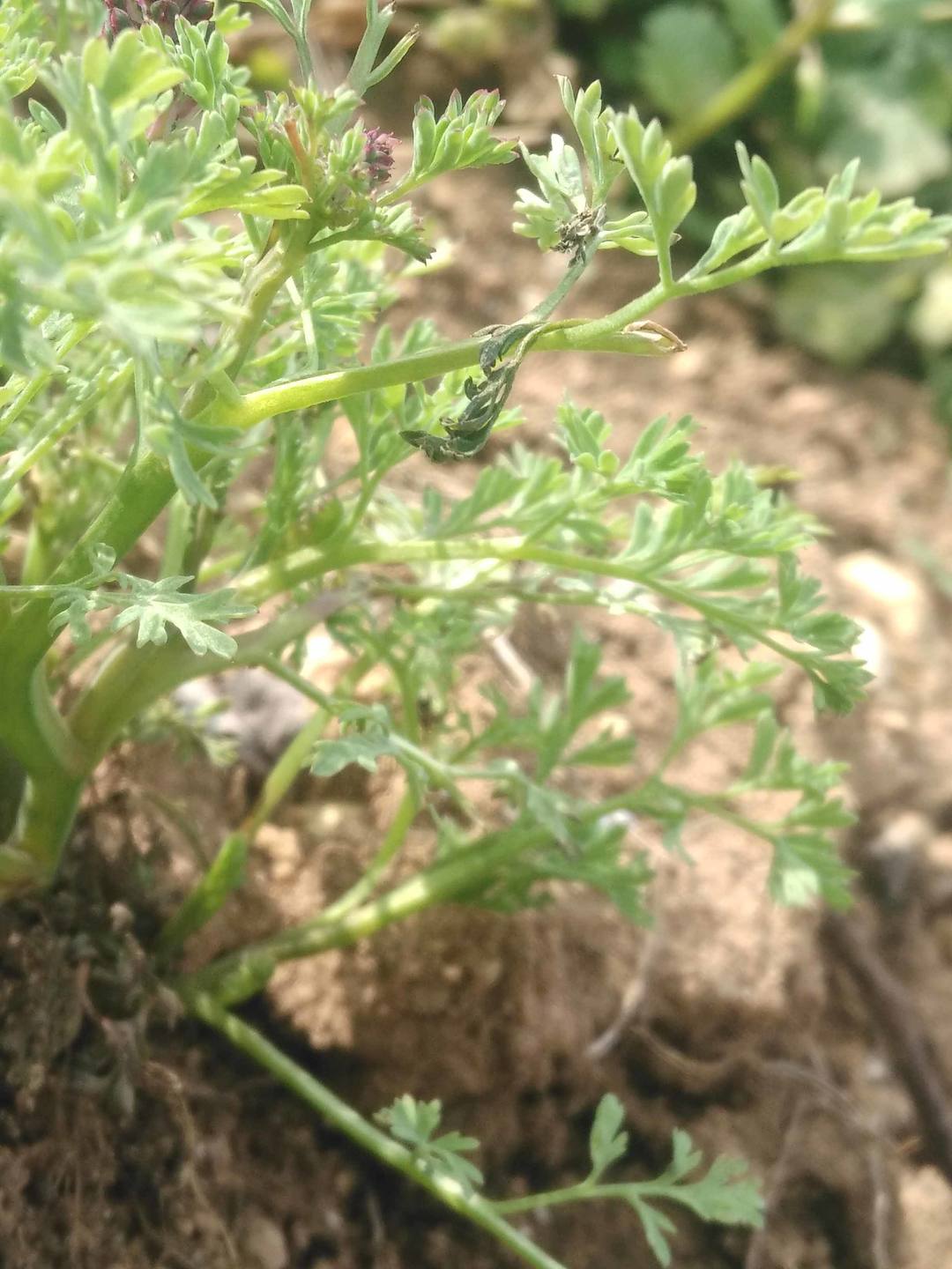 Annexe Fumeterre tige.jpg