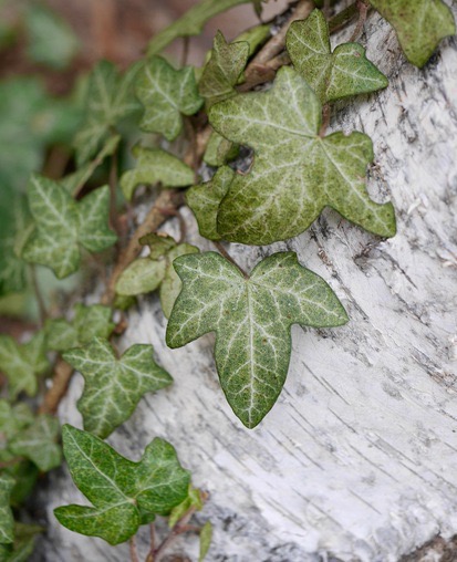Annexe lierre feuilles caulinaires.jpg