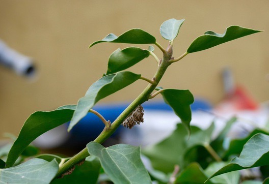 Annexe lierre feuilles florifères.jpg