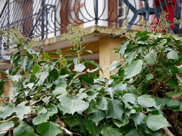 Annexe lierre vue ensemble.jpg