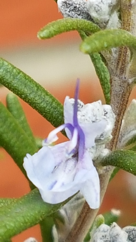 Annexe rosmarinus-officinalis---lamiaces---26032018-4-ConvertImage.png