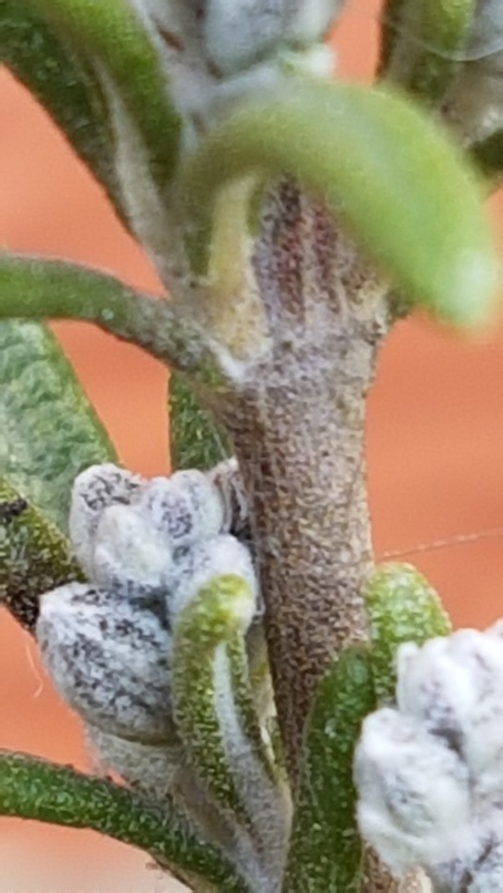 Annexe rosmarinus-officinalis---lamiaces---26032018-7-ConvertImage.png