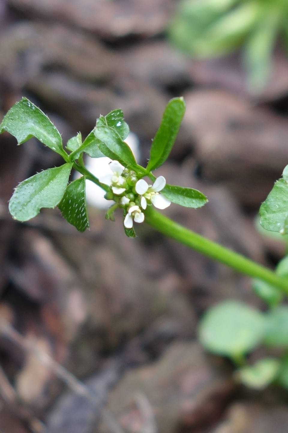 Annexe Fleur seule 2.jpg