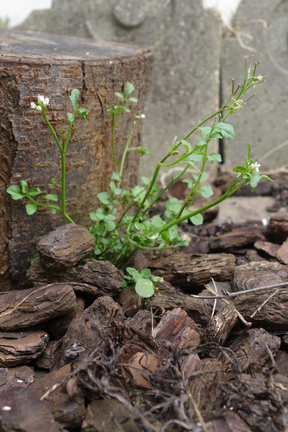 Annexe Vue globale.jpg