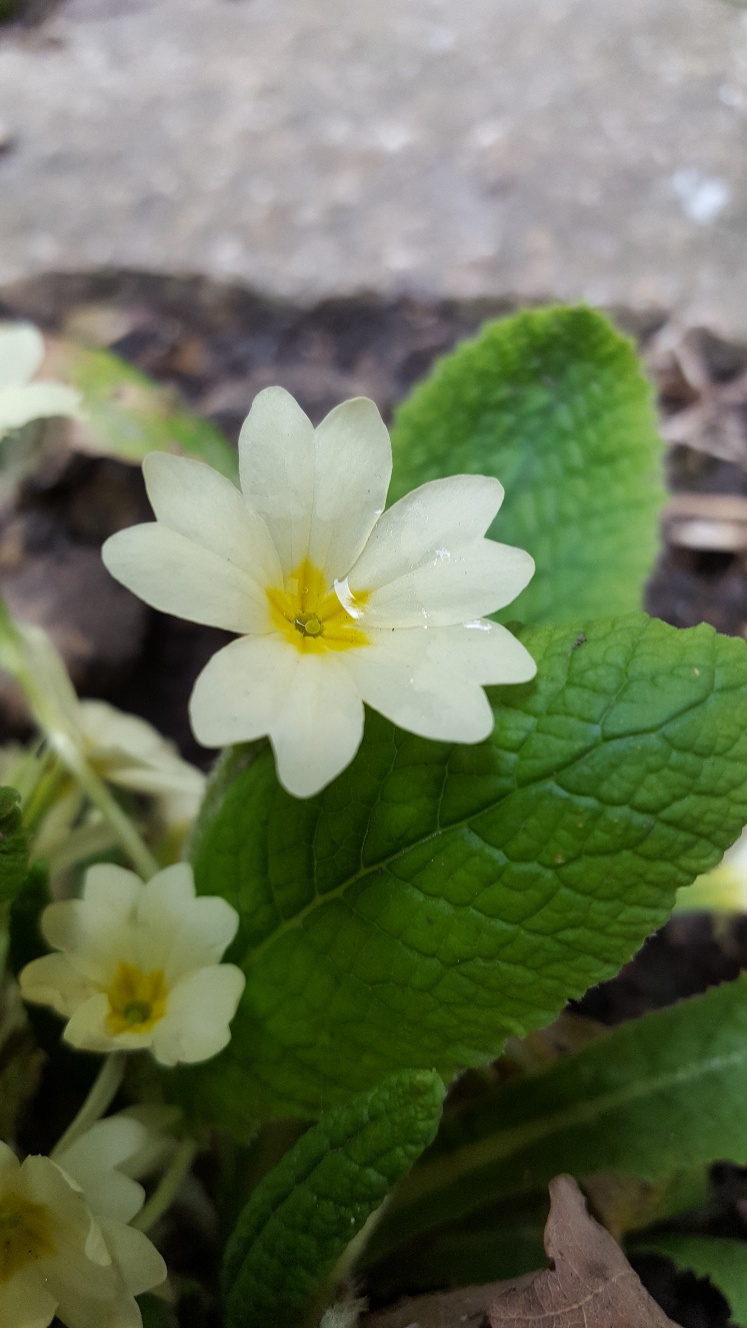 Annexe 20180326_171805_resized.jpg