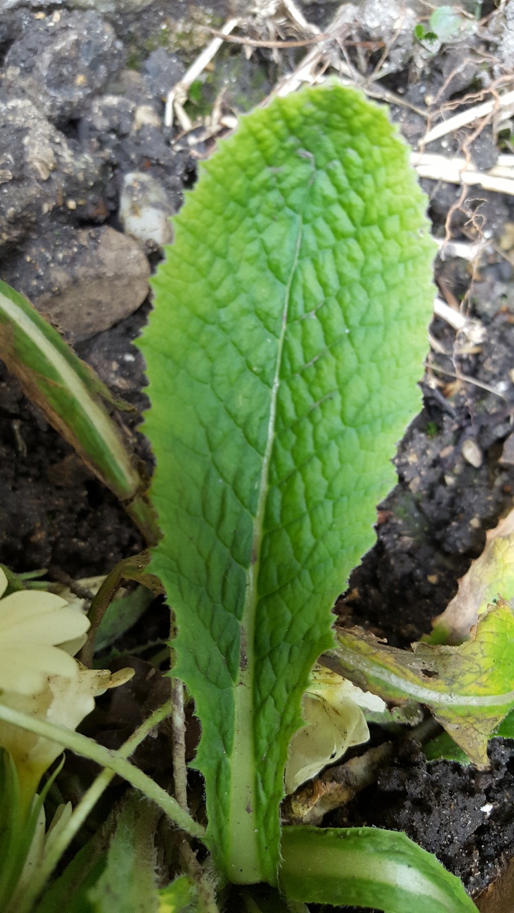 Annexe 20180326_171851_resized.jpg