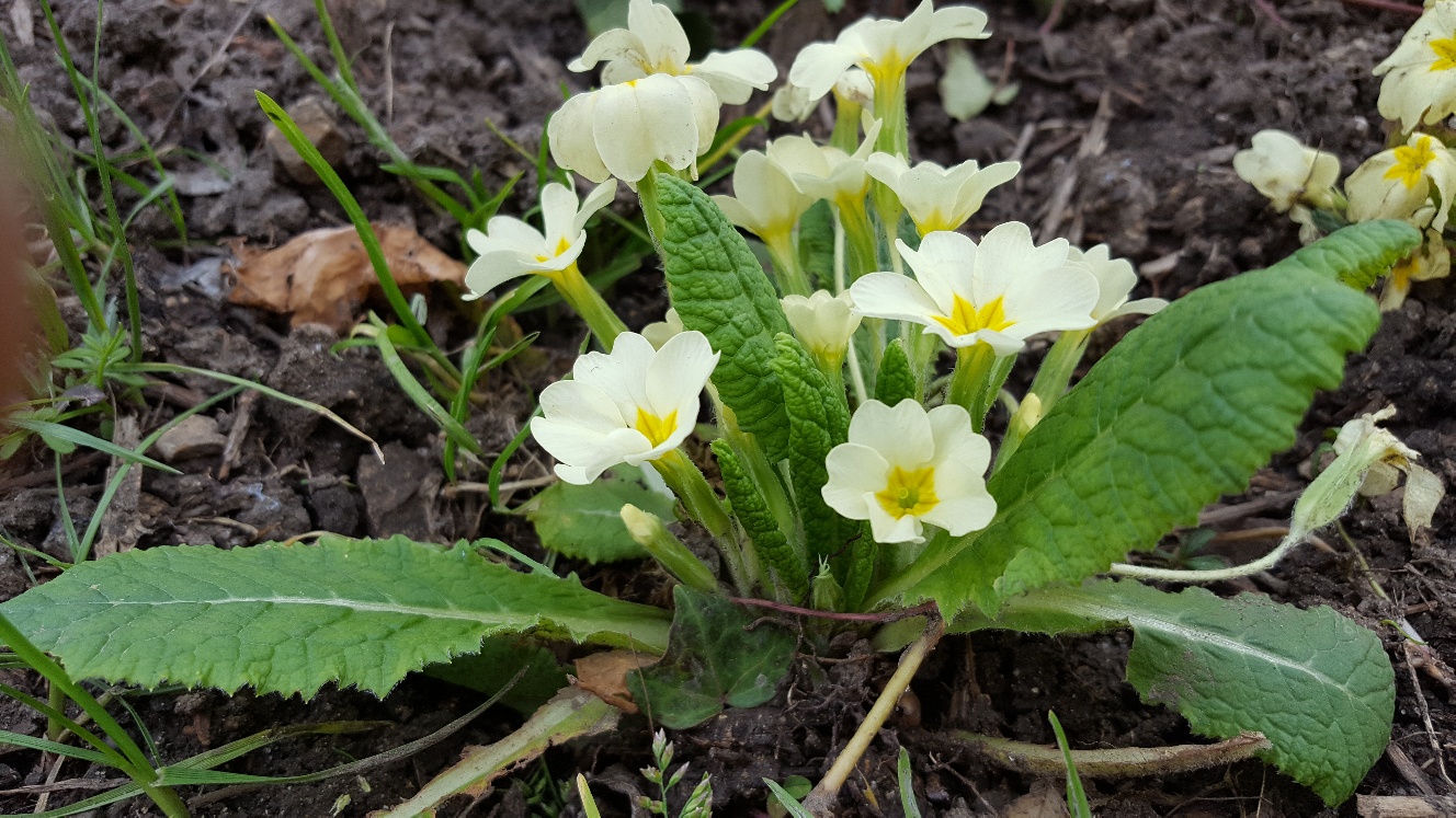 Annexe 20180326_171937_resized.jpg