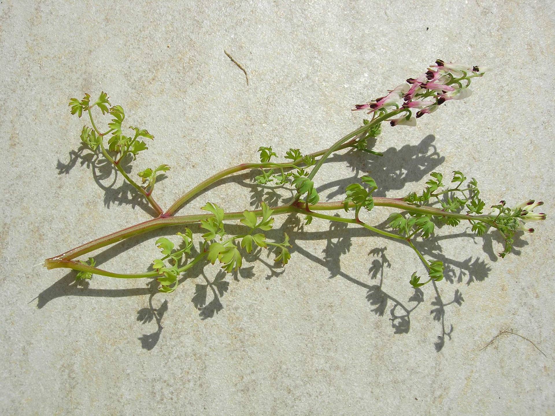 Annexe Fumeterre 00 1.JPG