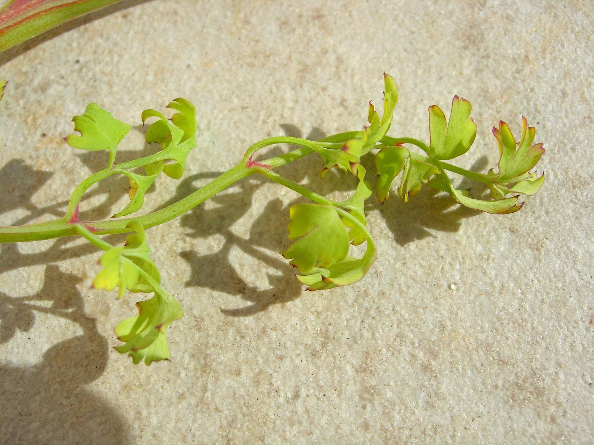 Annexe Fumeterre 02.JPG