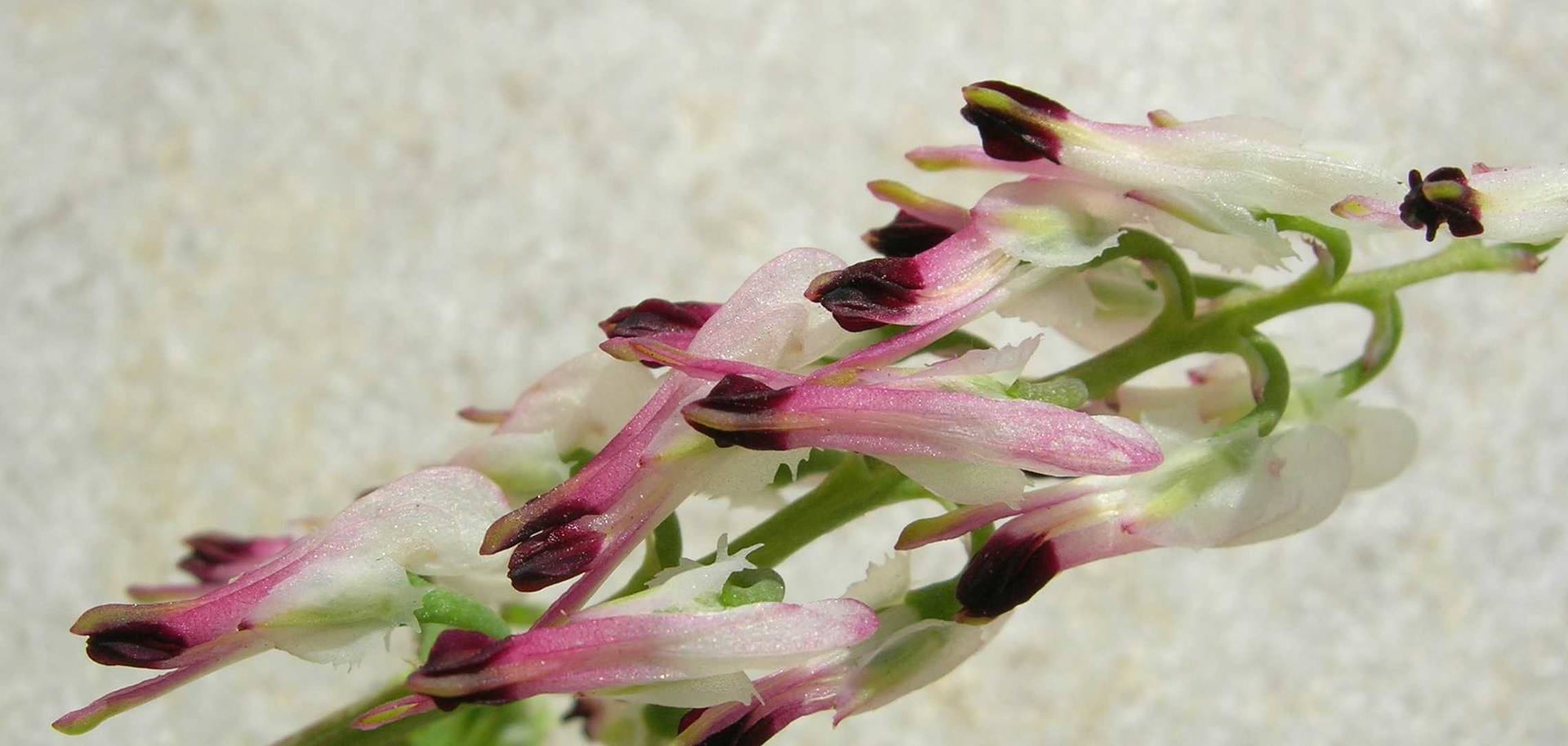 Annexe Fumeterre0 0.JPG