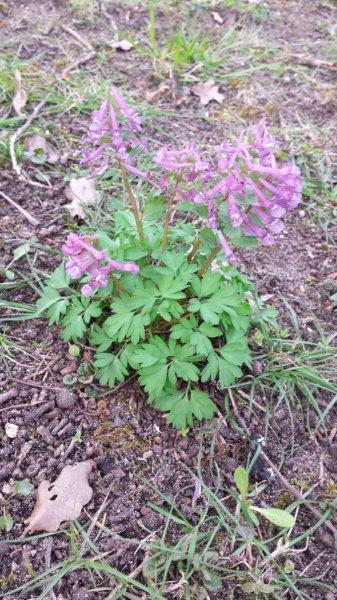 Annexe Corydale 1.jpg