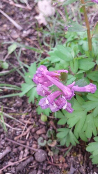 Annexe Corydale 3.jpg