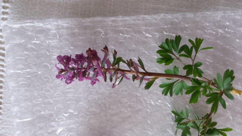 Annexe Corydale 5.jpg