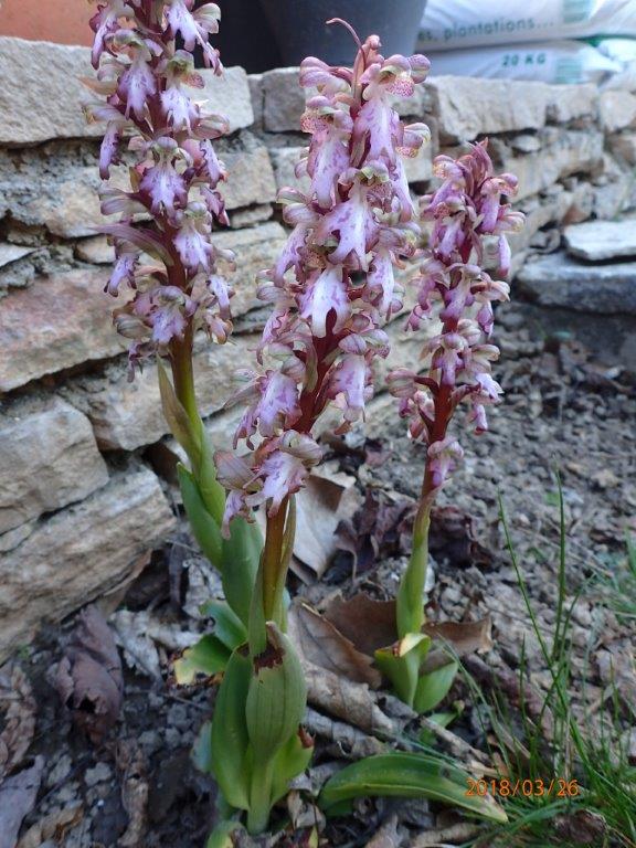 Annexe P3260114 r.jpg