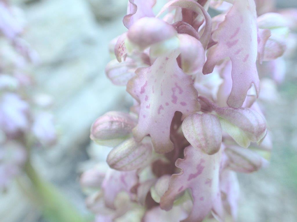 Annexe P3260116r.jpg