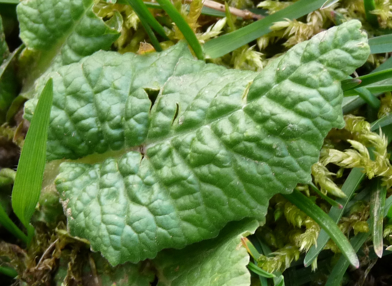 Annexe primevères (1).JPG