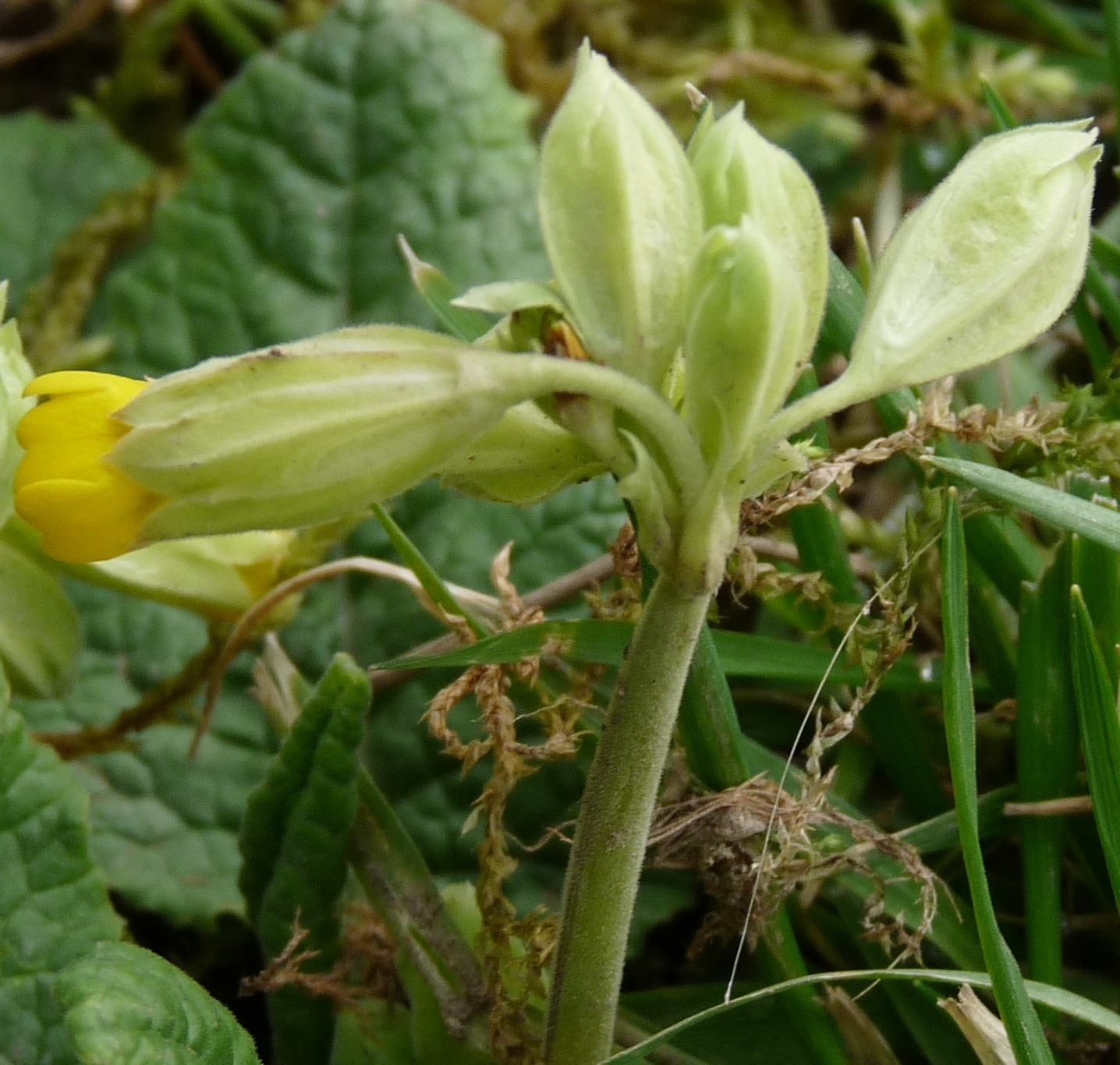 Annexe primevères.JPG