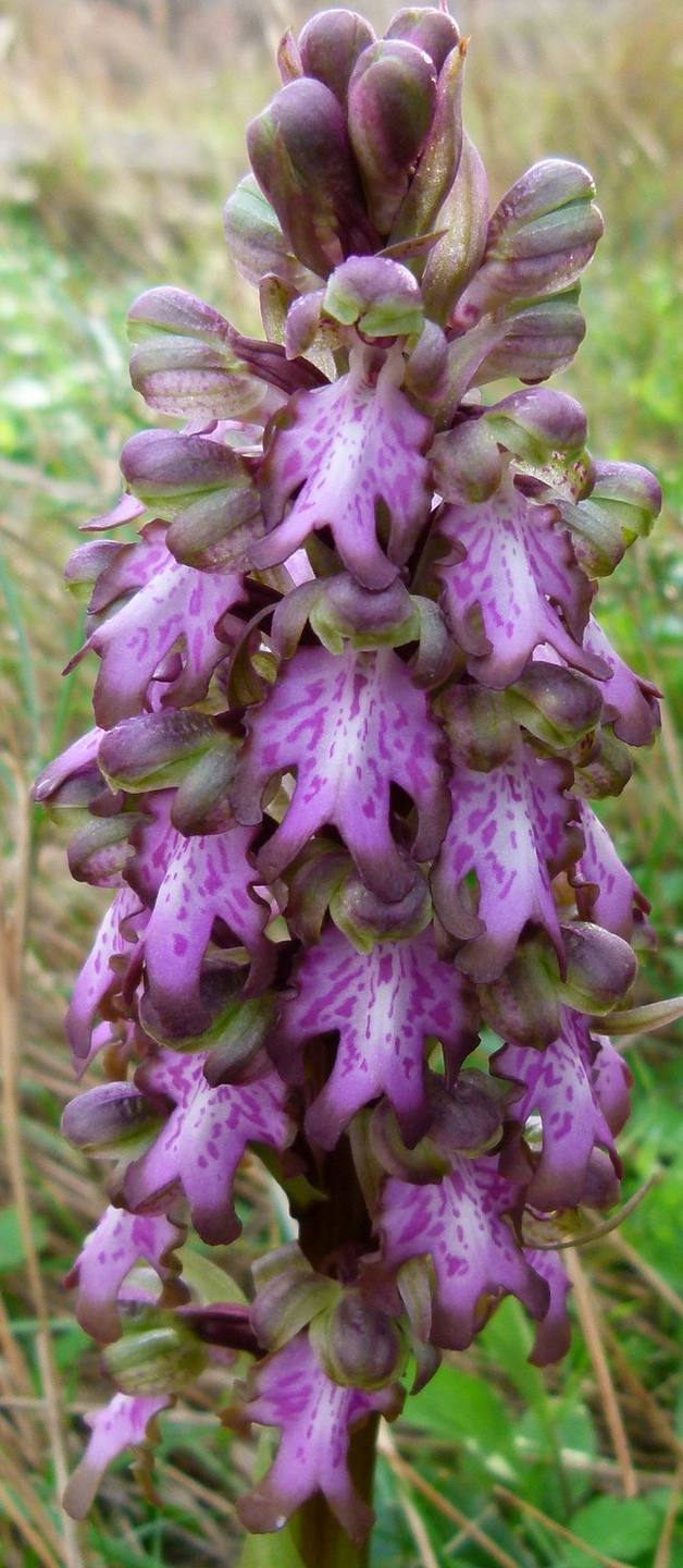 Annexe Barlia robertiana La Gacholle AB HV 062 (3).JPG