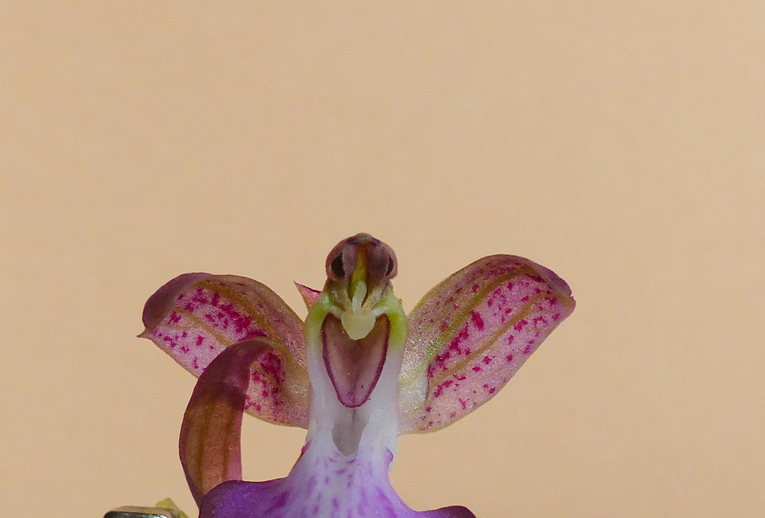 Annexe Himantoglossum robertianum fl détail  (2).JPG