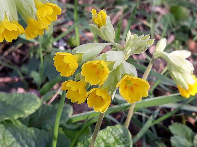 Annexe primevere_sauvage_fleurs_face.jpg