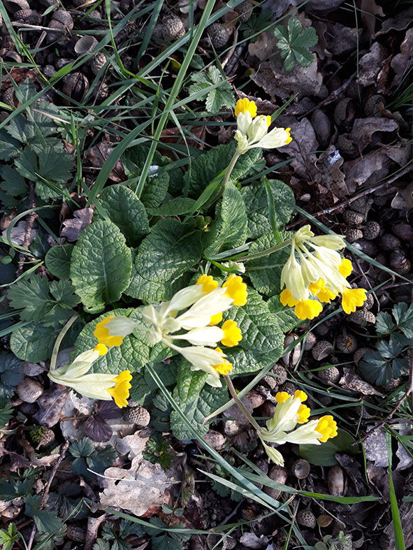 Annexe primevere_sauvage_port_global.jpg