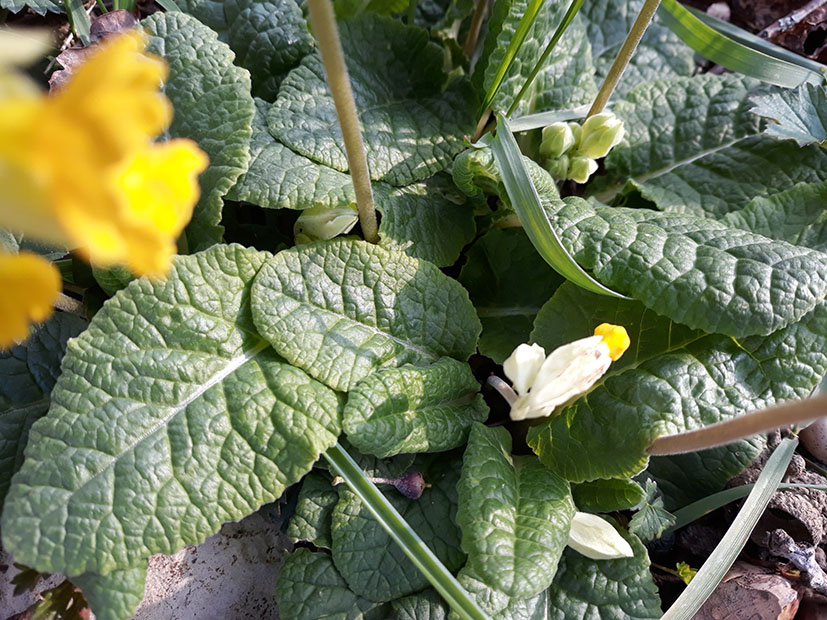 Annexe primevere_sauvage_rosette.jpg