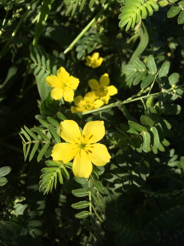 Annexe IMG_0753.jpeg