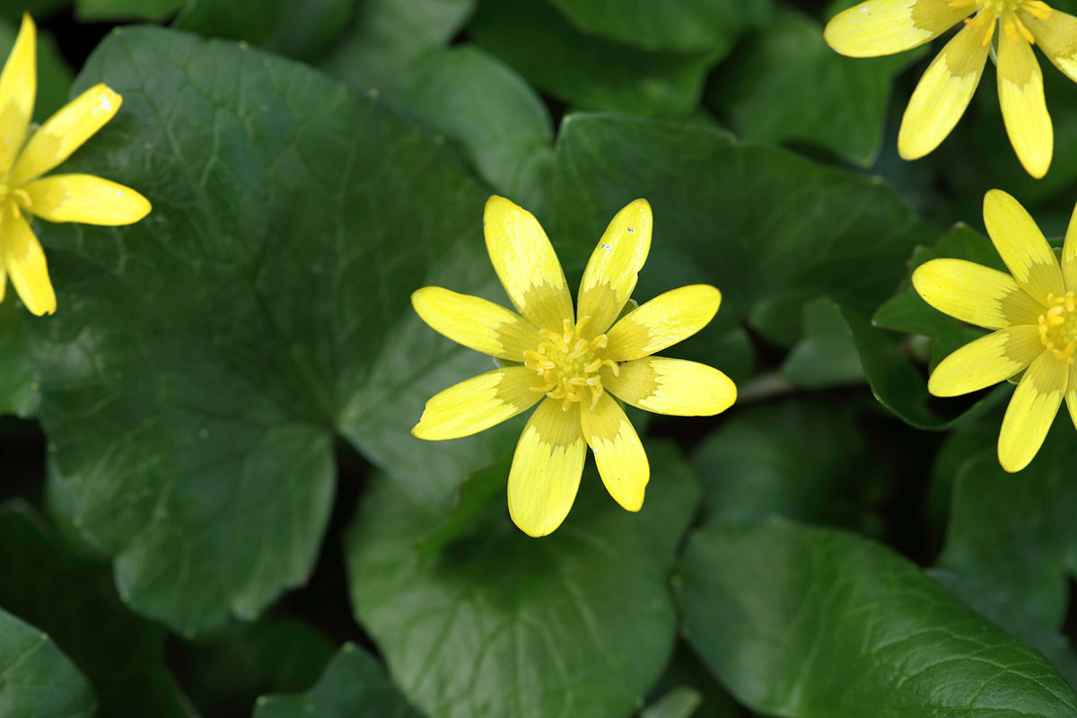 Annexe 180326 parc St Cloud Ficaire 2.jpg