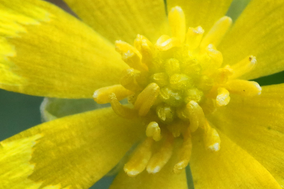 Annexe 180326 parc St Cloud Ficaire 4.jpg