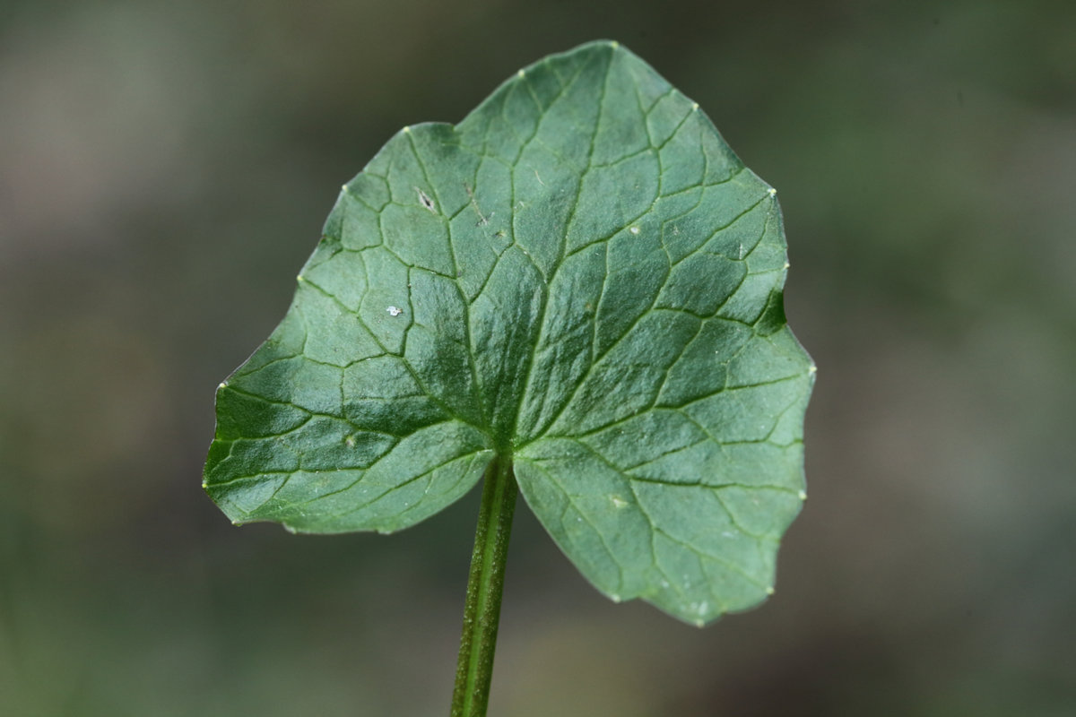 Annexe 180326 parc St Cloud Ficaire 5.jpg