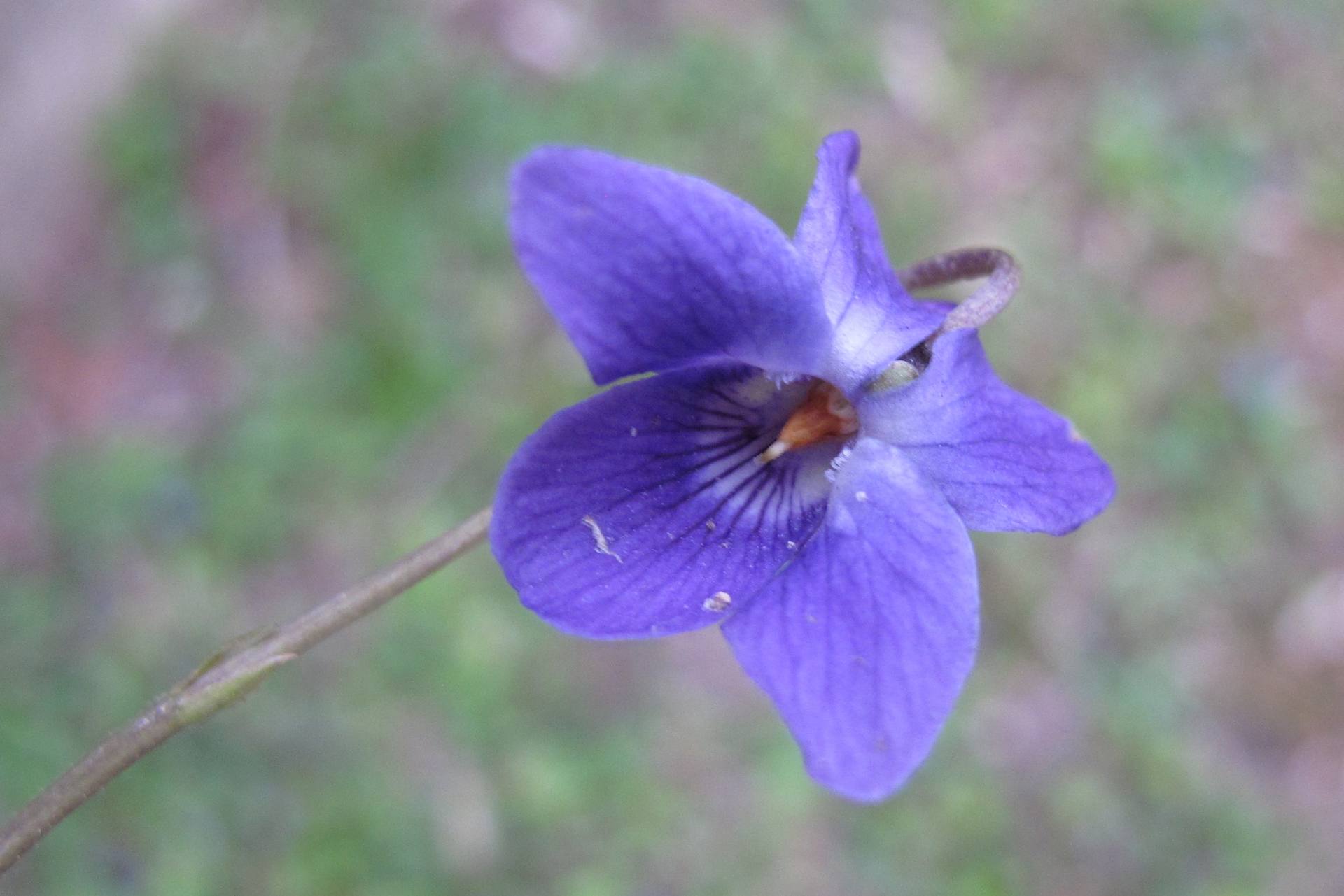 Annexe Violette face 0170.JPG