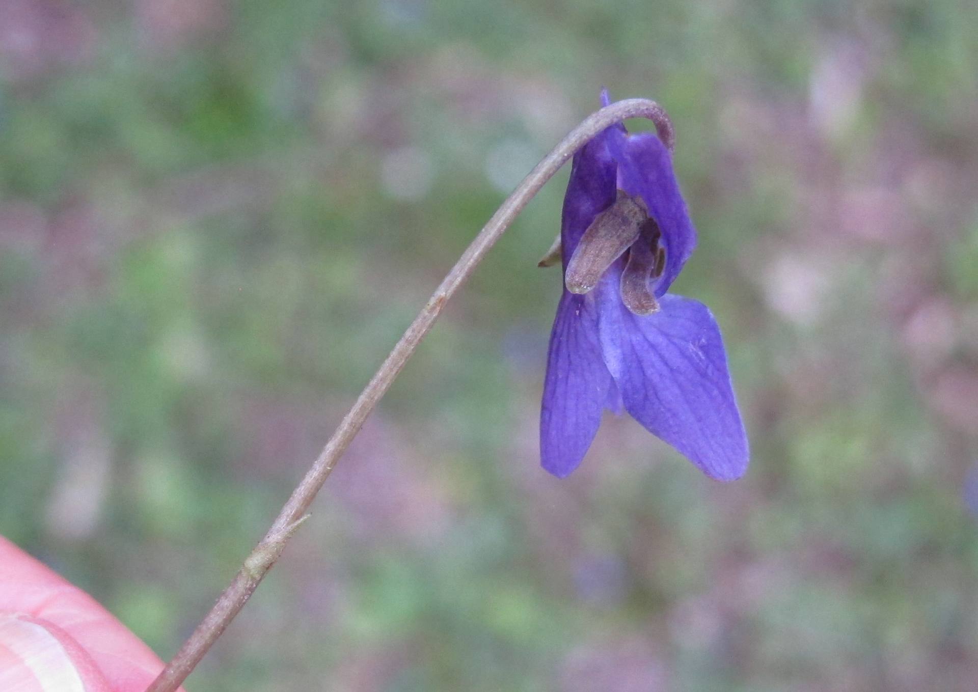 Annexe Violette profil 0176.JPG