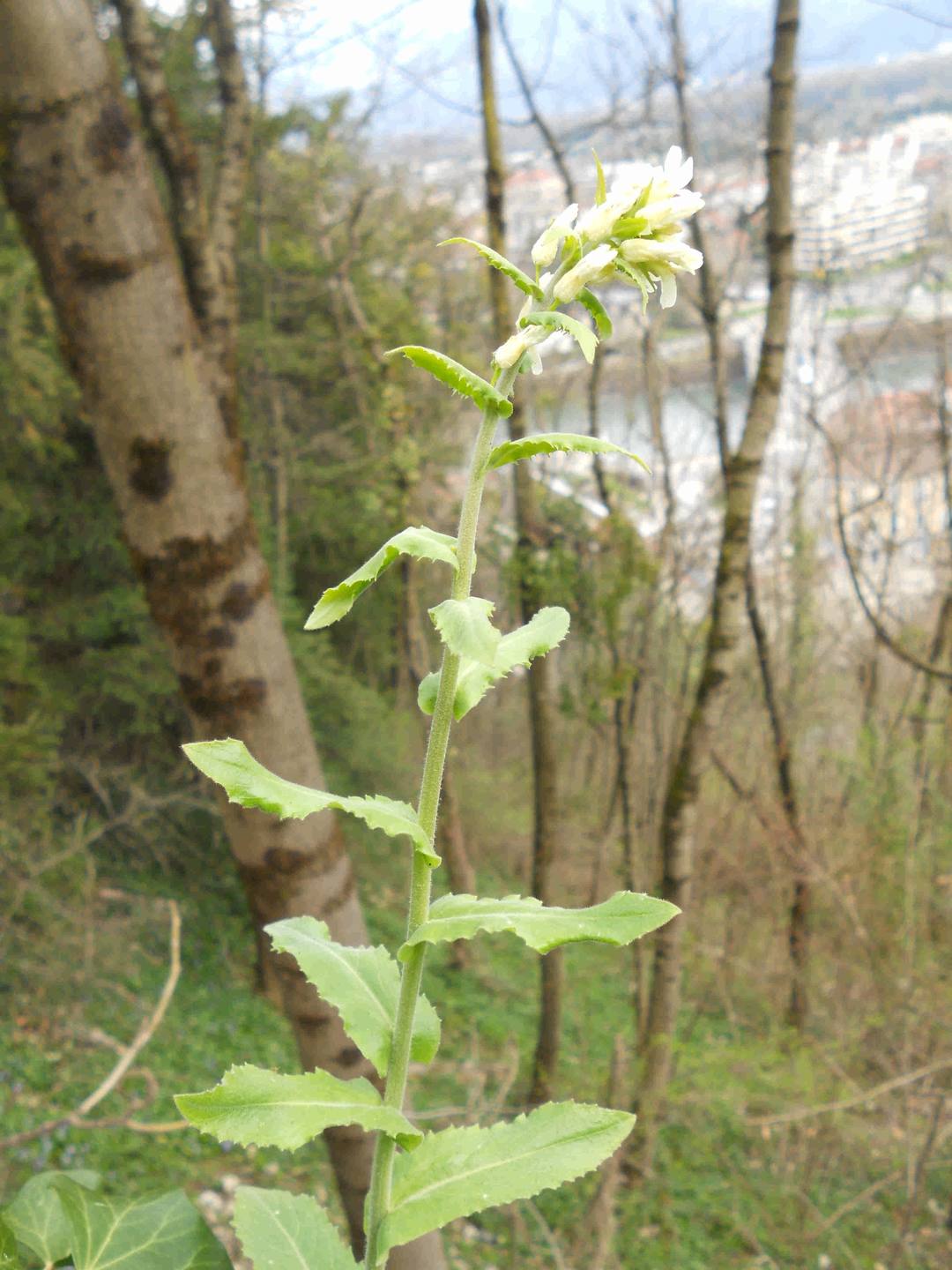 Annexe Copie_bastille_arabette_herissee_1.jpg