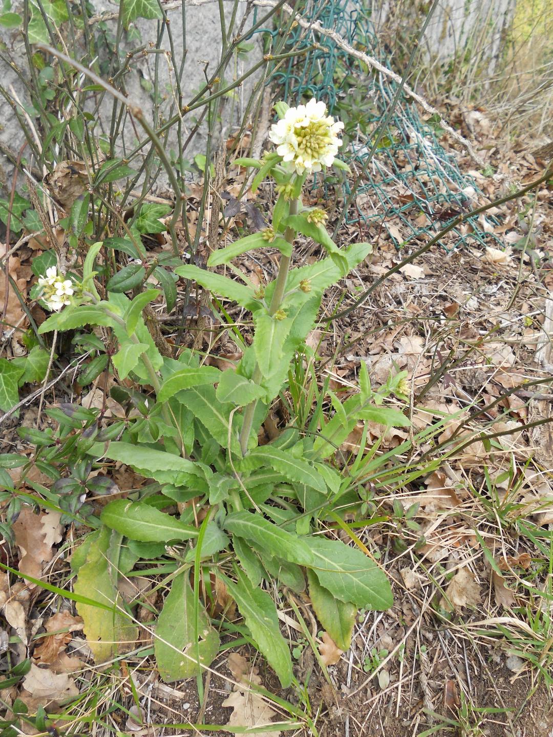 Annexe Copie_bastille_arabette_herissee_2.jpg